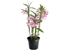 orquídea-dendrobium-